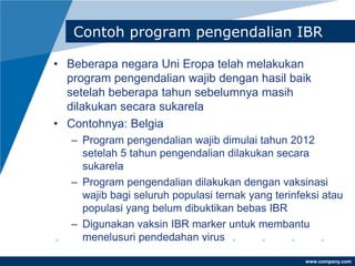 www.company.com
Contoh program pengendalian IBR
• Beberapa negara Uni Eropa telah melakukan
program pengendalian wajib dengan hasil baik
setelah beberapa tahun sebelumnya masih
dilakukan secara sukarela
• Contohnya: Belgia
– Program pengendalian wajib dimulai tahun 2012
setelah 5 tahun pengendalian dilakukan secara
sukarela
– Program pengendalian dilakukan dengan vaksinasi
wajib bagi seluruh populasi ternak yang terinfeksi atau
populasi yang belum dibuktikan bebas IBR
– Digunakan vaksin IBR marker untuk membantu
menelusuri pendedahan virus
 