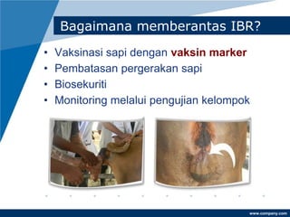 www.company.com
Bagaimana memberantas IBR?
• Vaksinasi sapi dengan vaksin marker
• Pembatasan pergerakan sapi
• Biosekuriti
• Monitoring melalui pengujian kelompok
 