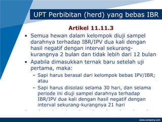 www.company.com
UPT Perbibitan (herd) yang bebas IBR
Artikel 11.11.3
• Semua hewan dalam kelompok diuji sampel
darahnya terhadap IBR/IPV dua kali dengan
hasil negatif dengan interval sekurang-
kurangnya 2 bulan dan tidak lebih dari 12 bulan
• Apabila dimasukkan ternak baru setelah uji
pertama, maka:
– Sapi harus berasal dari kelompok bebas IPV/IBR;
atau
– Sapi harus diisolasi selama 30 hari, dan selama
periode ini diuji sampel darahnya terhadap
IBR/IPV dua kali dengan hasil negatif dengan
interval sekurang-kurangnya 21 hari
 