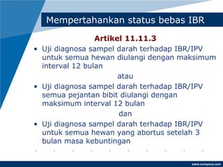 www.company.com
Mempertahankan status bebas IBR
Artikel 11.11.3
• Uji diagnosa sampel darah terhadap IBR/IPV
untuk semua hewan diulangi dengan maksimum
interval 12 bulan
atau
• Uji diagnosa sampel darah terhadap IBR/IPV
semua pejantan bibit diulangi dengan
maksimum interval 12 bulan
dan
• Uji diagnosa sampel darah terhadap IBR/IPV
untuk semua hewan yang abortus setelah 3
bulan masa kebuntingan
 