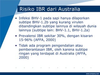 www.company.com
Risiko IBR dari Australia
• Infeksi BHV-1 pada sapi hanya dilaporkan
subtipe BHV-1.2b yang kurang virulen
dibandingkan subtipe lainnya di wilayah dunia
lainnya (subtipe lain: BHV-1.1, BHV-1.2a)
• Prevalensi IBR sekitar 30%, dengan kisaran
15-96% (AFFA, 2000)
• Tidak ada program pengendalian atau
pemberantasan IBR, oleh karena subtipe
ringan yang terdapat di Australia (AFFA,
2000)
 