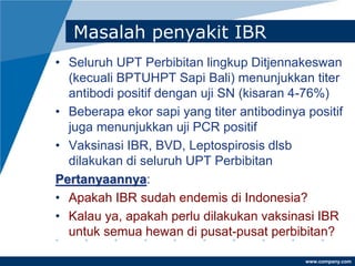 www.company.com
Masalah penyakit IBR
• Seluruh UPT Perbibitan lingkup Ditjennakeswan
(kecuali BPTUHPT Sapi Bali) menunjukkan titer
antibodi positif dengan uji SN (kisaran 4-76%)
• Beberapa ekor sapi yang titer antibodinya positif
juga menunjukkan uji PCR positif
• Vaksinasi IBR, BVD, Leptospirosis dlsb
dilakukan di seluruh UPT Perbibitan
Pertanyaannya:
• Apakah IBR sudah endemis di Indonesia?
• Kalau ya, apakah perlu dilakukan vaksinasi IBR
untuk semua hewan di pusat-pusat perbibitan?
 