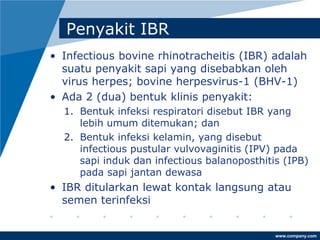 www.company.com
Penyakit IBR
• Infectious bovine rhinotracheitis (IBR) adalah
suatu penyakit sapi yang disebabkan oleh
virus herpes; bovine herpesvirus-1 (BHV-1)
• Ada 2 (dua) bentuk klinis penyakit:
1. Bentuk infeksi respiratori disebut IBR yang
lebih umum ditemukan; dan
2. Bentuk infeksi kelamin, yang disebut
infectious pustular vulvovaginitis (IPV) pada
sapi induk dan infectious balanoposthitis (IPB)
pada sapi jantan dewasa
• IBR ditularkan lewat kontak langsung atau
semen terinfeksi
 