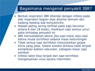 www.company.com
Bagaimana mengenal penyakit IBR?
• Bentuk respiratori IBR ditandai dengan infeksi pada
alat respiratori bagian atas disertai demam dan
kadang-kadang ada konjuktivitis
• Wabah paling sering terlihat pada sapi berumur
antara 6 dan 18 bulan, meskipun sapi semua umur
peka terhadap penyakit ini
• IBR menyebabkan aborsi jika sapi induk atau sapi
betina muda terinfeksi selama masa kebuntingan
• Tidak semua sapi terinfeksi menunjukkan gejala
klinis yang jelas. Dalam kondisi dimana tidak terjadi
komplikasi bakteri sekunder, sebagian besar sapi
sembuh
• Infeksi laten bisa terjadi dan sapi terinfeksi
mengeluarkan virus secara intermiten
 