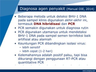 www.company.com
Diagnosa agen penyakit (Manual OIE, 2014)
• Beberapa metoda untuk deteksi BHV-1 DNA
pada sampel klinis digunakan akhir-akhir ini,
termasuk DNA hibridisasi dan PCR
• PCR semakin digunakan untuk diagnosa rutin
• PCR digunakan utamanya untuk mendeteksi
BHV-1 DNA pada sampel semen terinfeksi baik
artifisial atau alamiah
• Keuntungan PCR dibandingkan isolasi virus:
– lebih sensitif
– lebih cepat (1-2 hari)
• Kelemahannya adalah positif palsu, tapi bisa
dikurangi dengan penggunaan RT-PCR atau
quantitative PCR
 