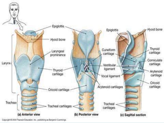 Phonosurgery