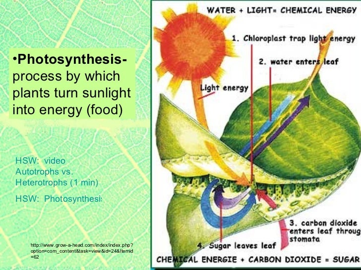 Plant Respiration Stomata