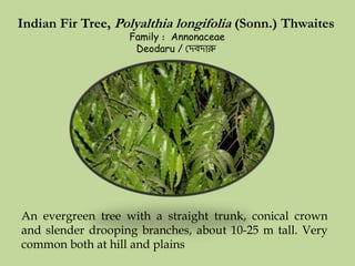 Indian Fir Tree, Polyalthia longifolia (Sonn.) Thwaites
Family : Annonaceae
Deodaru / ঘেবোরু
An evergreen tree with a straight trunk, conical crown
and slender drooping branches, about 10-25 m tall. Very
common both at hill and plains
 