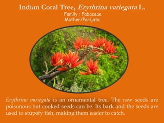 Indian Coral Tree, Erythrina variegata L.
Family : Fabaceae
Mother/Parijata
Erythrina variegata is an ornamental tree. The raw seeds are
poisonous but cooked seeds can be. Its bark and the seeds are
used to stupefy fish, making them easier to catch.
 