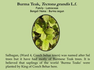 Burma Teak, Tectona grandis L.f.
Family : Lamiaceae
Bengali Name : Burma segun
Salbagan, (Ward 4, Cooch behar town) was named after Sal
trees but it have had motly of Burmese Teak trees. It is
believed that saplings of the world ‘Burma Teaks’ were
planted by King of Cooch Behar here.
 