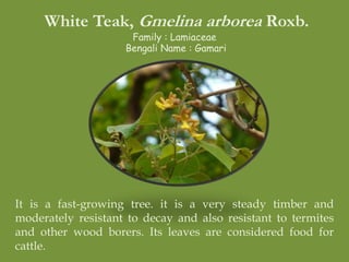 White Teak, Gmelina arborea Roxb.
Family : Lamiaceae
Bengali Name : Gamari
It is a fast-growing tree. it is a very steady timber and
moderately resistant to decay and also resistant to termites
and other wood borers. Its leaves are considered food for
cattle.
 