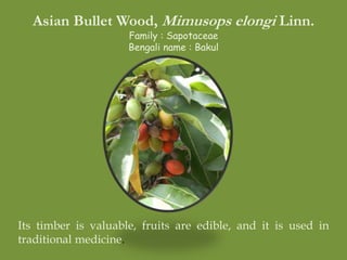 Asian Bullet Wood, Mimusops elongi Linn.
Family : Sapotaceae
Bengali name : Bakul
Its timber is valuable, fruits are edible, and it is used in
traditional medicine.
 