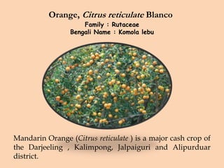 Orange, Citrus reticulate Blanco
Family : Rutaceae
Bengali Name : Komola lebu
Mandarin Orange (Citrus reticulate ) is a major cash crop of
the Darjeeling , Kalimpong, Jalpaiguri and Alipurduar
district.
 