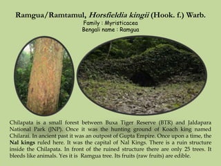 Ramgua/Ramtamul, Horsfieldia kingii (Hook. f.) Warb.
Family : Myristicacea
Bengali name : Ramgua
Chilapata is a small forest between Buxa Tiger Reserve (BTR) and Jaldapara
National Park (JNP). Once it was the hunting ground of Koach king named
Chilarai. In ancient past it was an outpost of Gupta Empire. Once upon a time, the
Nal kings ruled here. It was the capital of Nal Kings. There is a ruin structure
inside the Chilapata. In front of the ruined structure there are only 25 trees. It
bleeds like animals. Yes it is Ramgua tree. Its fruits (raw fruits) are edible.
 