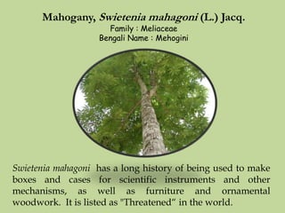 Mahogany, Swietenia mahagoni (L.) Jacq.
Family : Meliaceae
Bengali Name : Mehogini
Swietenia mahagoni has a long history of being used to make
boxes and cases for scientific instruments and other
mechanisms, as well as furniture and ornamental
woodwork. It is listed as "Threatened“ in the world.
 