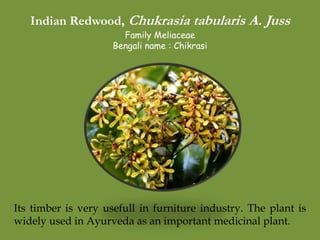 Indian Redwood, Chukrasia tabularis A. Juss
Family Meliaceae
Bengali name : Chikrasi
Its timber is very usefull in furniture industry. The plant is
widely used in Ayurveda as an important medicinal plant.
 