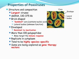 Properties of Poxviruses
 Structure and composition
 Largest viruses
 dsDNA, 130-375 kb
 Brick shaped



“dumbbell” core (contains nucleic acid)
Lateral bodies (unknown function)

 Enveloped


Resistant to inactivation

 More than 100 polypeptides


Many target the immune response

 Replicate in cytoplasm
 Tend to be highly species-specific

 Some are being explored as gene therapy

vectors

Core
Envelope
Lateral
bodies

 