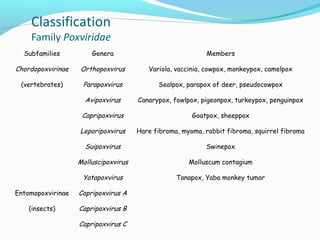 Classification

Family Poxviridae
Subfamilies

Genera

Members

Chordopoxvirinae

Orthopoxvirus

Variola, vaccinia, cowpox, monkeypox, camelpox

(vertebrates)

Parapoxvirus

Sealpox, parapox of deer, pseudocowpox

Avipoxvirus

Canarypox, fowlpox, pigeonpox, turkeypox, penguinpox

Capripoxvirus

Goatpox, sheeppox

Leporipoxvirus

Hare fibroma, myoma, rabbit fibroma, squirrel fibroma

Suipoxvirus

Swinepox

Molluscipoxvirus

Molluscum contagium

Yatapoxvirus

Tanapox, Yaba monkey tumor

Entomopoxvirinae

Capripoxvirus A

(insects)

Capripoxvirus B
Capripoxvirus C

 