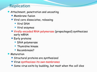 Replication
 Attachment, penetration and uncoating
 Membrane fusion
 Viral core dissociates, releasing

Viral DNA
 Viral enzymes
 Virally-encoded RNA polymerase (prepackaged) synthesizes
early mRNA
 Early proteins
 DNA polymerase
 Thymidine kinase
 Recombinase?
 Maturation
 Structural proteins are synthesized
 Virus synthesizes its own membranes
 Some virus exits by budding, but most when the cell dies


 