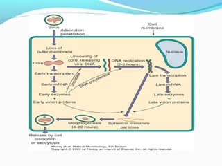 Poxviruses