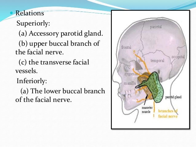 Parotid gland