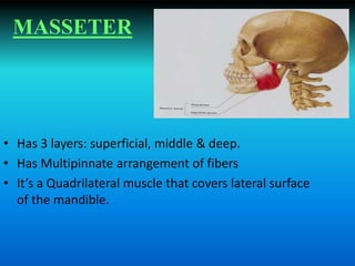 MASSETER
• Has 3 layers: superficial, middle & deep.
• Has Multipinnate arrangement of fibers
• It’s a Quadrilateral muscle that covers lateral surface
of the mandible.
 