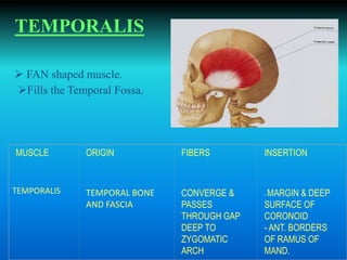 TEMPORALIS
Fills the Temporal Fossa.
 FAN shaped muscle.
MUSCLE ORIGIN FIBERS INSERTION
TEMPORALIS TEMPORAL BONE
AND FASCIA
CONVERGE &
PASSES
THROUGH GAP
DEEP TO
ZYGOMATIC
ARCH
- MARGIN & DEEP
SURFACE OF
CORONOID
- ANT. BORDERS
OF RAMUS OF
MAND.
 