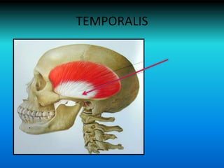 TEMPORALIS
 