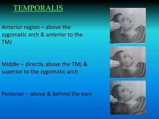 Anterior region – above the
zygomatic arch & anterior to the
TMJ
Middle – directly above the TMJ &
superior to the zygomatic arch
Posterior – above & behind the ears
TEMPORALIS
 