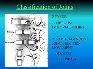 Classification of Joints
3 TYPES:
1. FIBROUS:
IMMOVABLE JOINT
2. CARTILAGENOUS
JOINT : LIMITED
MOVEMENT
•PRIMARY
•SECONDARY
 