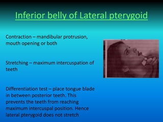 Inferior belly of Lateral pterygoid
Contraction – mandibular protrusion,
mouth opening or both
Stretching – maximum intercuspation of
teeth
Differentiation test – place tongue blade
in between posterior teeth. This
prevents the teeth from reaching
maximum intercuspal position. Hence
lateral pterygoid does not stretch
 