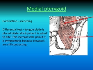 Medial pterygoid
Contraction – clenching
Differential test – tongue blade is
placed bilaterally & patient is asked
to bite. This increases the pain if it
is symptomatic because elevators
are still contracting.
 