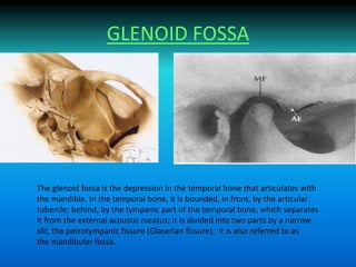 GLENOID FOSSA
The glenoid fossa is the depression in the temporal bone that articulates with
the mandible. In the temporal bone, it is bounded, in front, by the articular
tubercle; behind, by the tympanic part of the temporal bone, which separates
it from the external acoustic meatus; it is divided into two parts by a narrow
slit, the petrotympanic fissure (Glaserian fissure). It is also referred to as
the mandibular fossa.
 