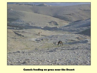 Camels feeding on grass near the Desert 