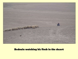 Bedouin watching his flock in the desert 