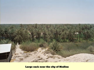 Large oasis near the city of Medina 