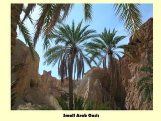 Small Arab Oasis 