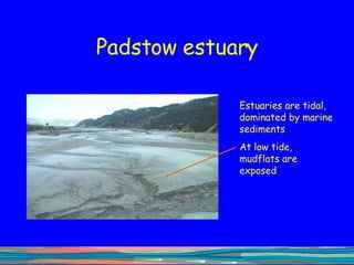 Padstow estuary Estuaries are tidal, dominated by marine sediments At low tide, mudflats are exposed 