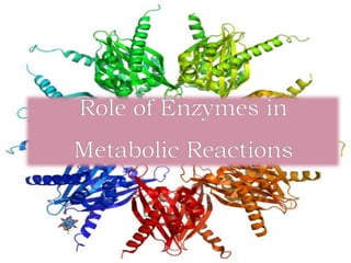 Role of enzymes in metabolic reactions