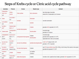 Role of enzymes in metabolic reactions