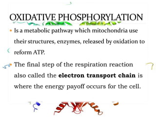  Is a metabolic pathway which mitochondria use
their structures, enzymes, released by oxidation to
reform ATP.
 The final step of the respiration reaction
also called the electron transport chain is
where the energy payoff occurs for the cell.
 