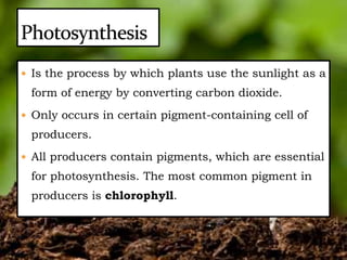  Is the process by which plants use the sunlight as a
form of energy by converting carbon dioxide.
 Only occurs in certain pigment-containing cell of
producers.
 All producers contain pigments, which are essential
for photosynthesis. The most common pigment in
producers is chlorophyll.
 