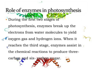  During the first two stages of
photosynthesis, enzymes break up the
electrons from water molecules to yield
oxygen gas and hydrogen ions. When it
reaches the third stage, enzymes assist in
the chemical reactions to produce three-
carbon and six- carbon sugar.
 