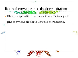  Photorespiration reduces the efficiency of
photosynthesis for a couple of reasons.
 