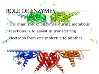 The main role of enzymes during metabolic
reactions is to assist in transferring
electrons from one molecule to another.
 