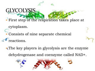  First step of the respiration takes place at
cytoplasm.
 Consists of nine separate chemical
reactions.
 The key players in glycolysis are the enzyme
dehydrogenase and coenzyme called NAD+.
 