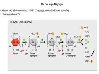 Role of enzymes in metabolic reactions