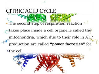  The second step of respiration reaction
takes place inside a cell organelle called the
mitochondria, which due to their role in ATP
production are called “power factories” for
the cell.
 