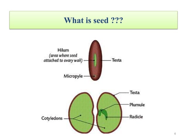 Seed respiration 2 | PPT