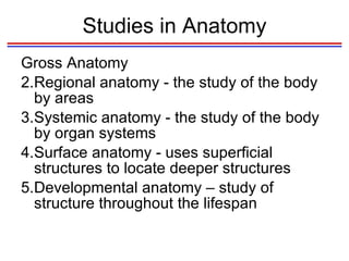 Studies in Anatomy Gross Anatomy Regional anatomy - the study of the body by areas Systemic anatomy - the study of the body by organ systems Surface anatomy - uses superficial structures to locate deeper structures Developmental anatomy – study of structure throughout the lifespan 